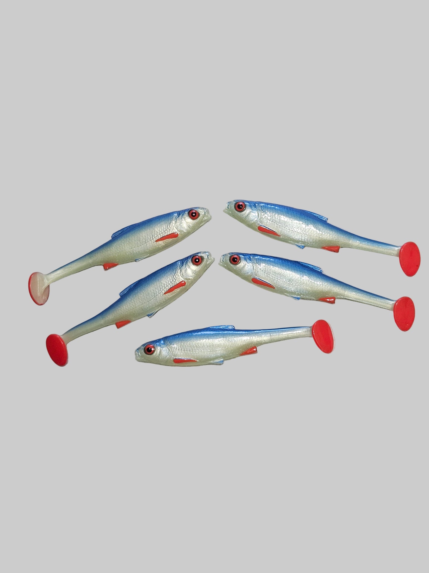 Roach 12cm