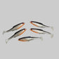 Roach 12cm