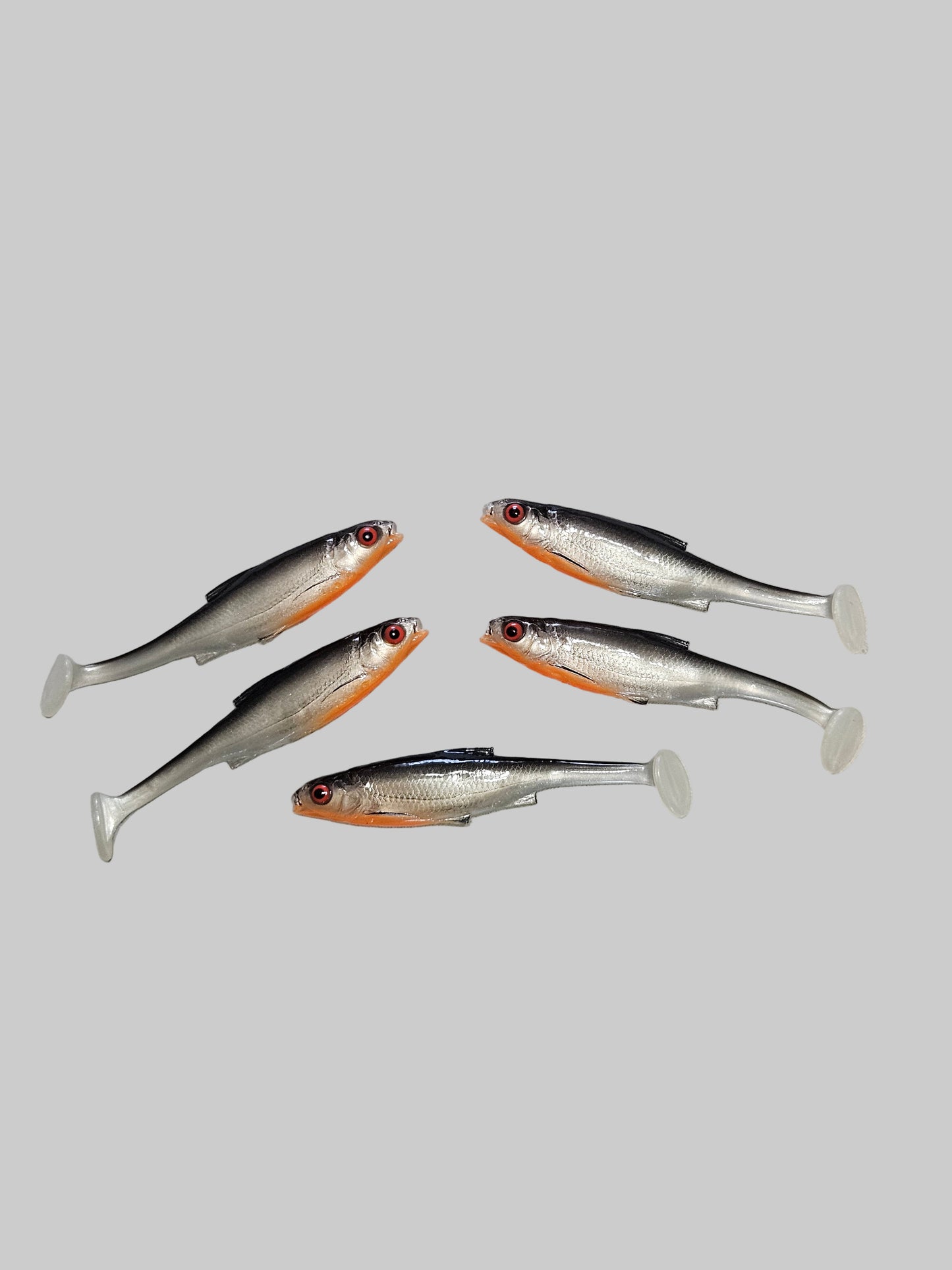 Roach 12cm