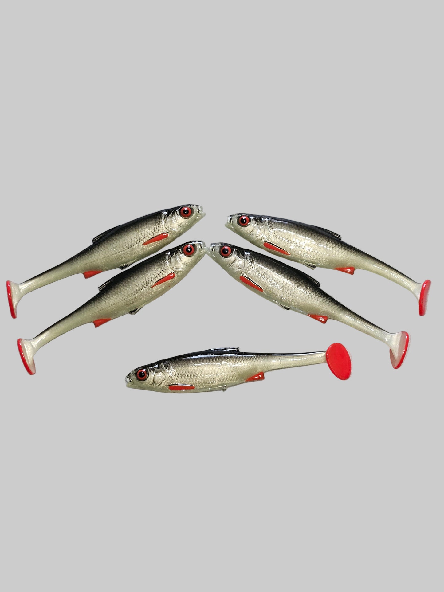 Roach 12cm